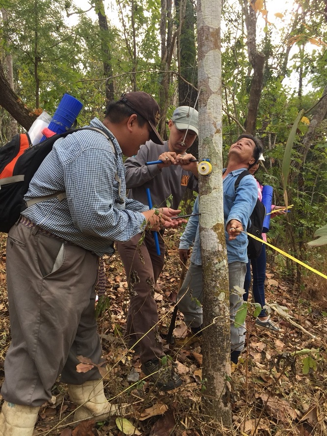 Demonstrating the development and application of standing-tree carbon equations to improve the accuracy of forest cover carbon stock estimates in Thailand
