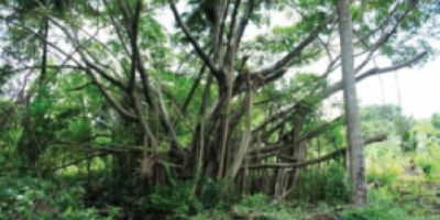 亚太森林组织资助泰国开展城市林业示范项目